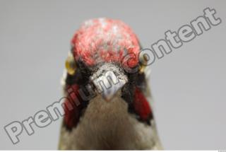 Green Woodpecker - Picus viridis 0021